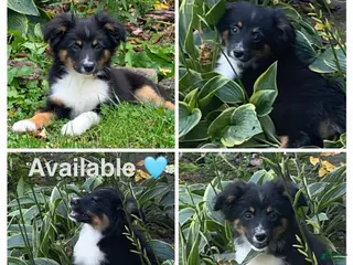 Miniature Australian Shepherd dogs Gray - Ad 38