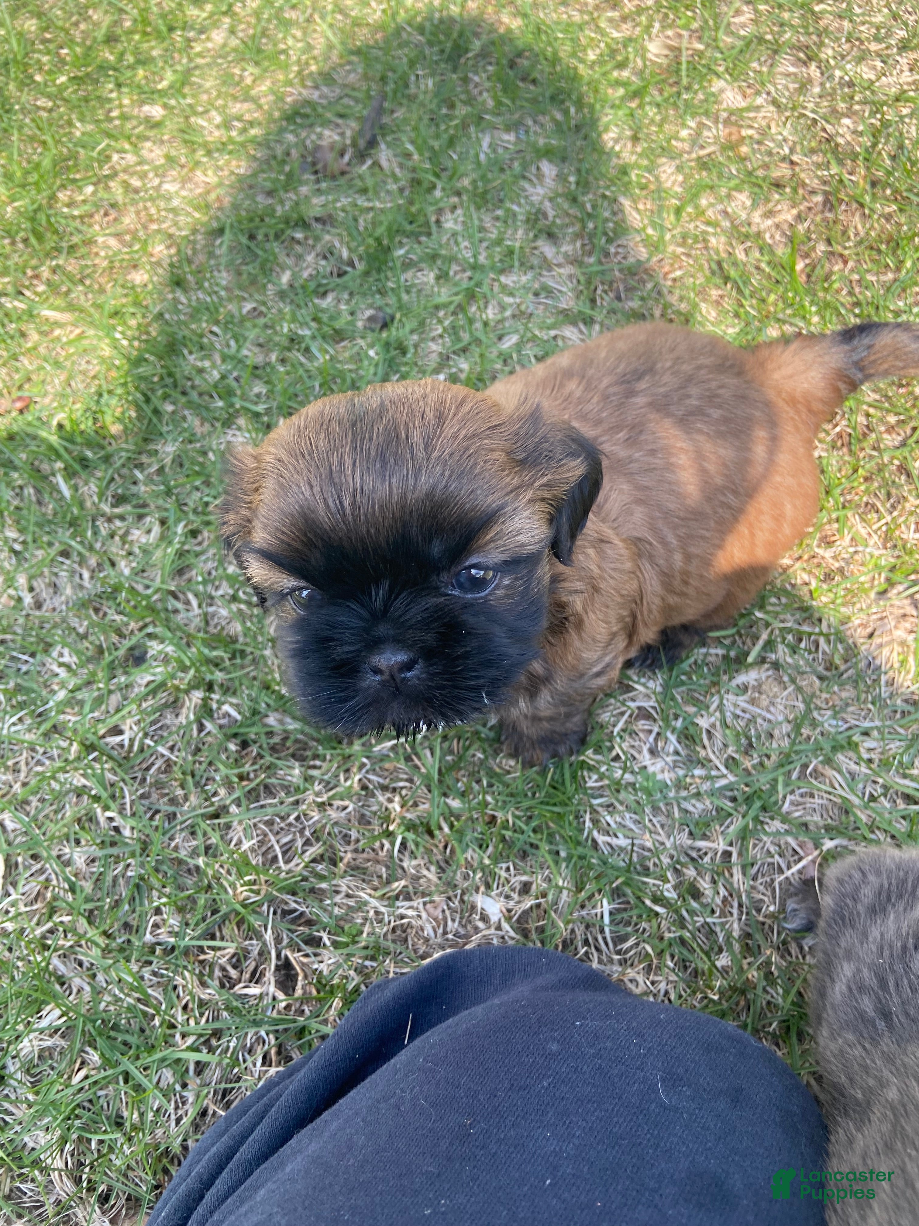 Shih Tzu dogs Shih Tzu Puppy 2 - Ad 32