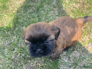 Shih Tzu dogs Shih Tzu Puppy 2 - Ad 5