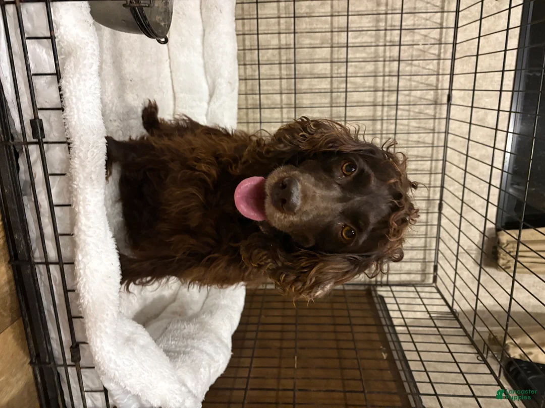 Boykin Spaniel dogs for sale: Boykin Spaniel Puppy 1 - Ad 4