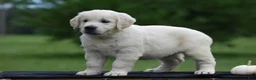 Golden Retriever dogs for sale: Dolly - Ad 4