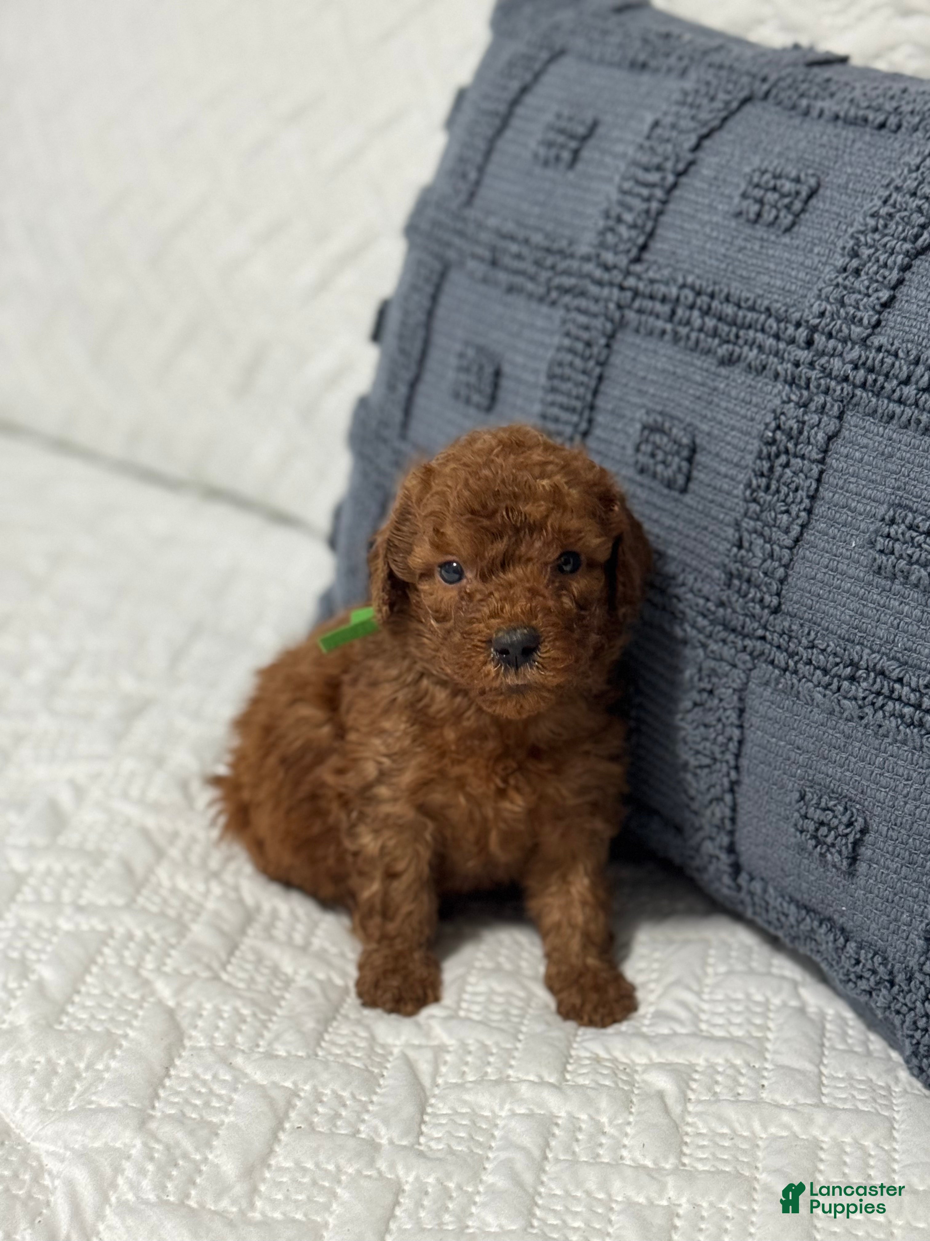 Mini Goldendoodle dogs Duke - Ad 13
