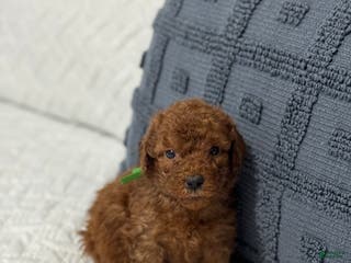 Mini Goldendoodle dogs Duke - Ad 8