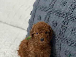 Mini Goldendoodle dogs Duke - Ad 15