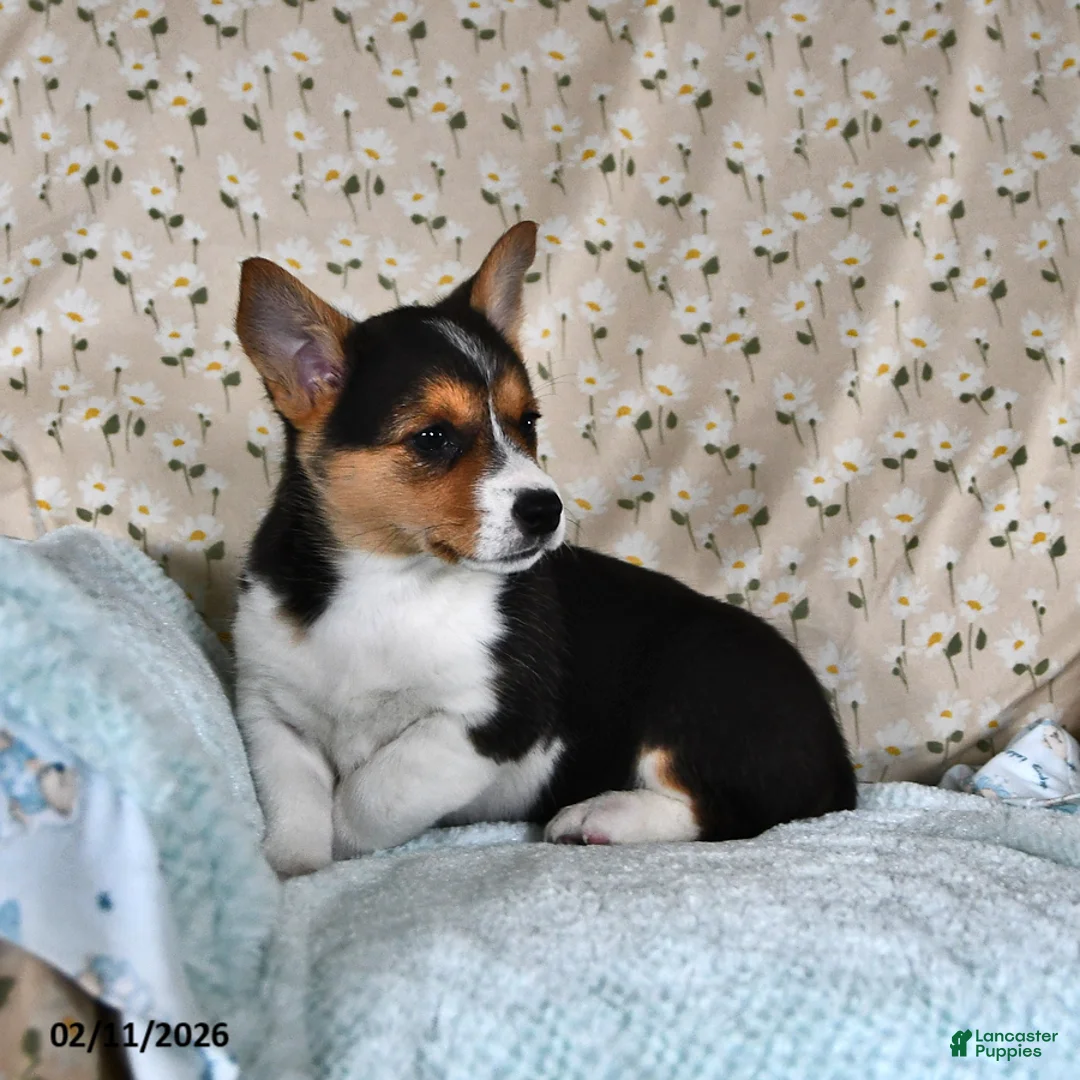 Welsh Corgi Pembroke dogs for sale: Molly - Ad 3