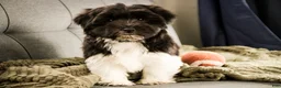 Havanese dogs for sale: Oreo - Ad 3