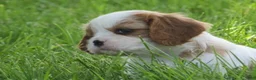 Cavalier King Charles Spaniel dogs for sale: Latte - Ad 7
