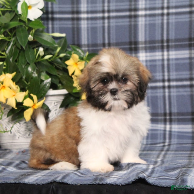 Shih Tzu dogs Truffles - Ad 1