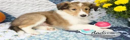 Shetland Sheepdog dogs for sale: Andin - Ad 3
