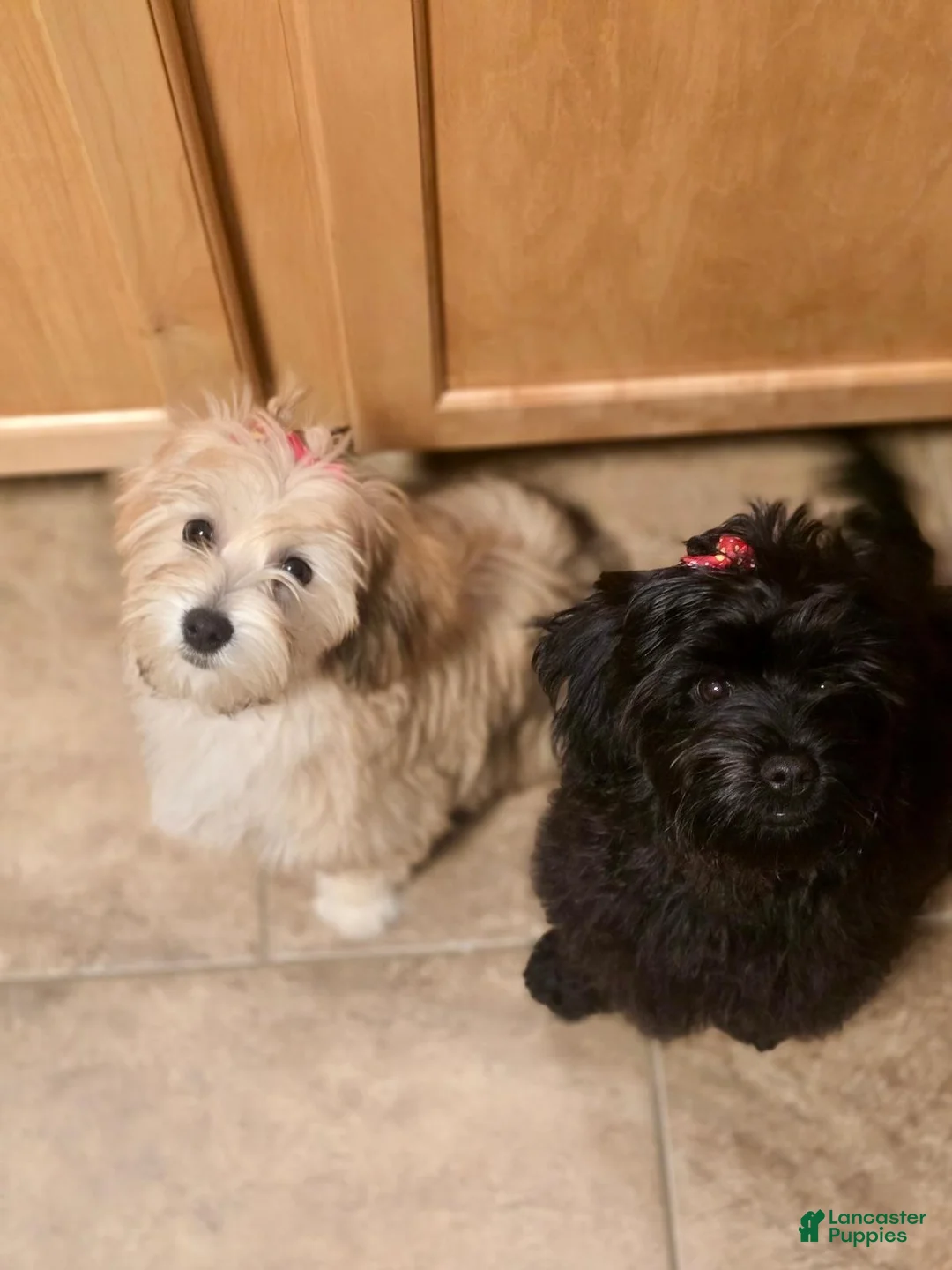 Mixed Breed dogs for sale: Mixed Breed 1 - Ad 2