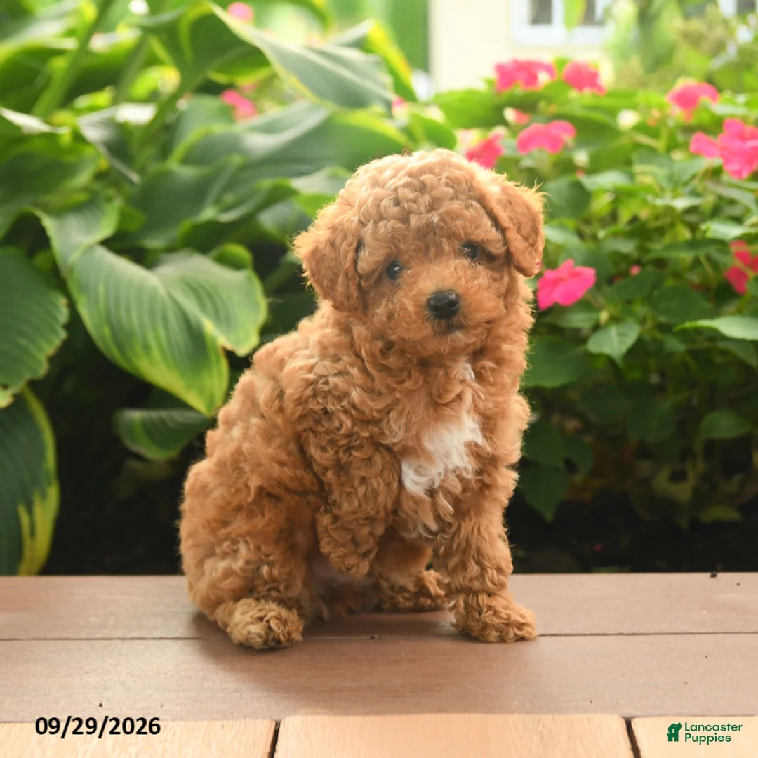 Toy Poodle dogs for sale: Finn - Ad 2