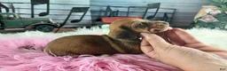 Dachshund dogs for sale: Nationwide delivery. Sugar pies red girl - Ad 4