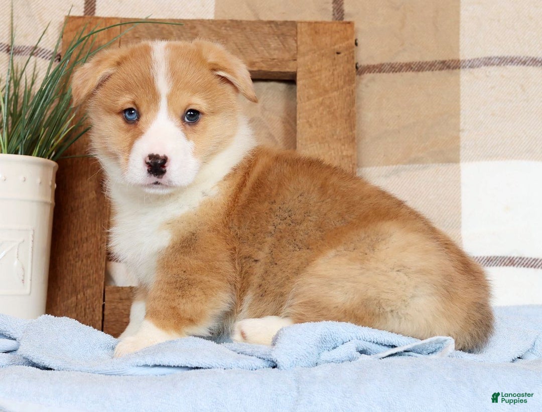 Welsh Corgi Pembroke dogs for sale: Clifford - Ad 8