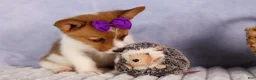 Welsh Corgi Pembroke dogs for sale: Bambi🎀 - Ad 10