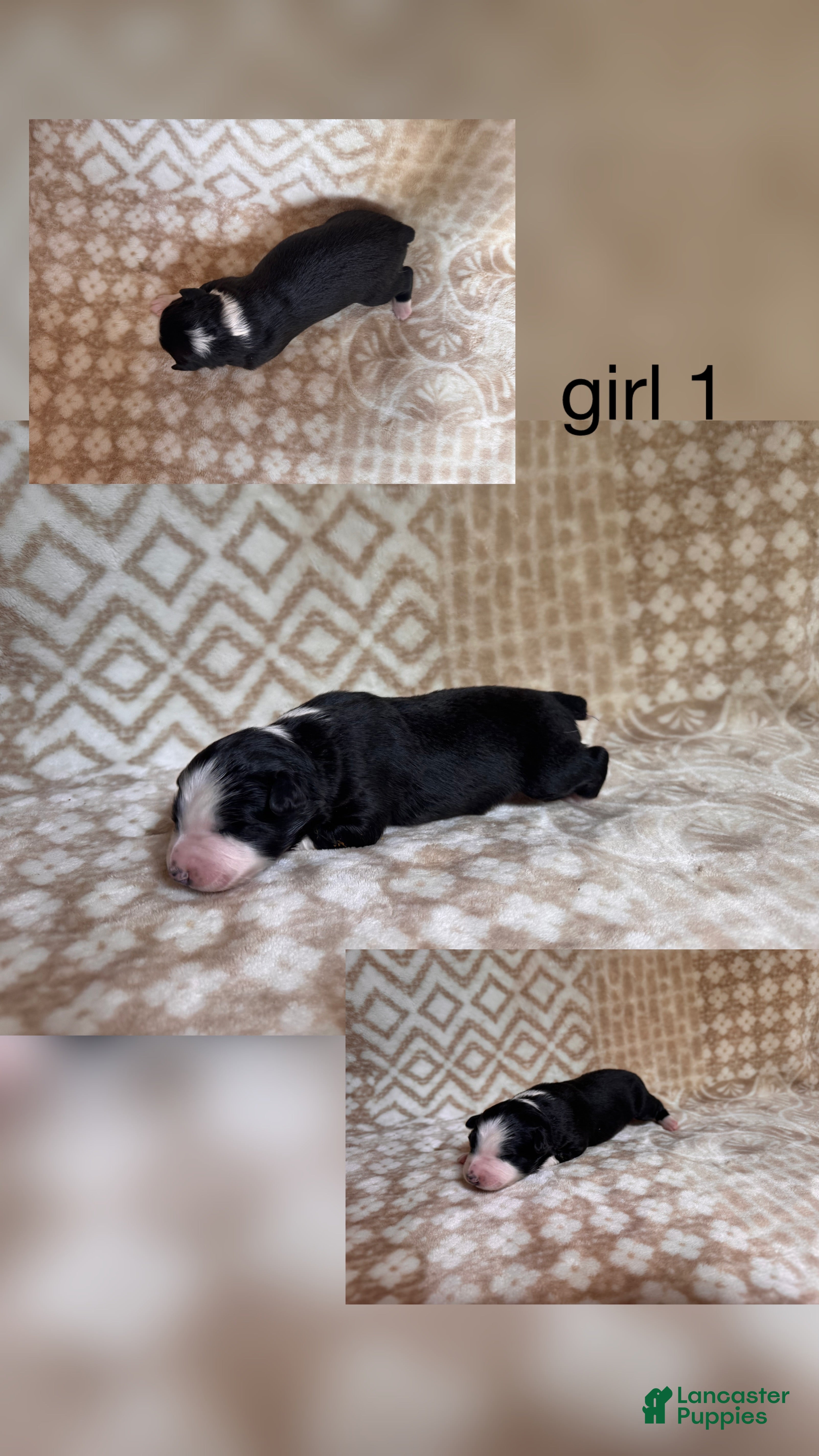 Australian Shepherd dogs Australian Shepherd Puppy Girl 1 - Ad 36