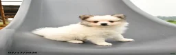 Pomeranian dogs for sale: Milan - Ad 4
