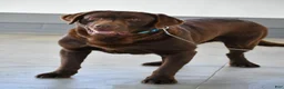 Labrador Retriever dogs for sale: Tammy - Ad 8
