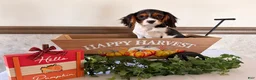 Cavalier King Charles Spaniel dogs for sale: Skyler - Ad 13