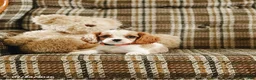 Cavalier King Charles Spaniel dogs for sale: Karen - Ad 4