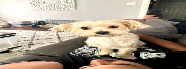 Loki