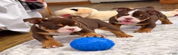 English Bulldog dogs for sale: Twix - Ad 4