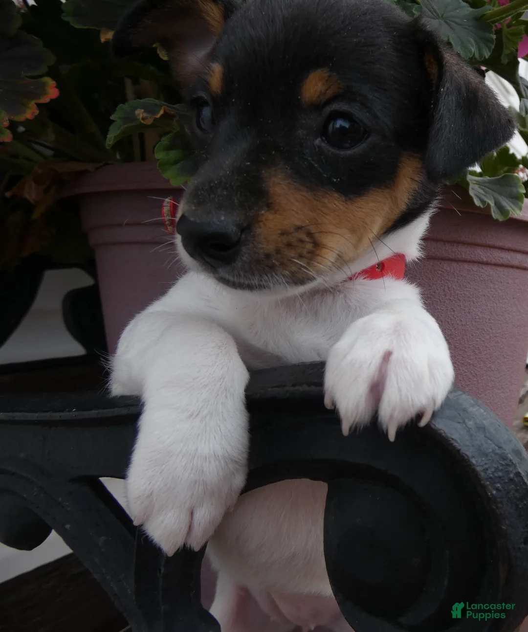 Toy Fox Terrier dogs for sale: Toy Fox Terrier 5 Daisey - Ad 2