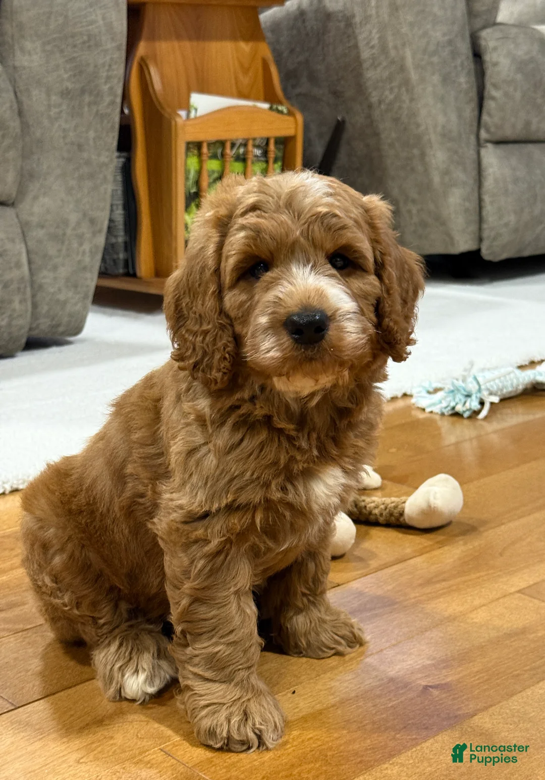 Mini Goldendoodle dogs for sale: Smoky - Ad 8
