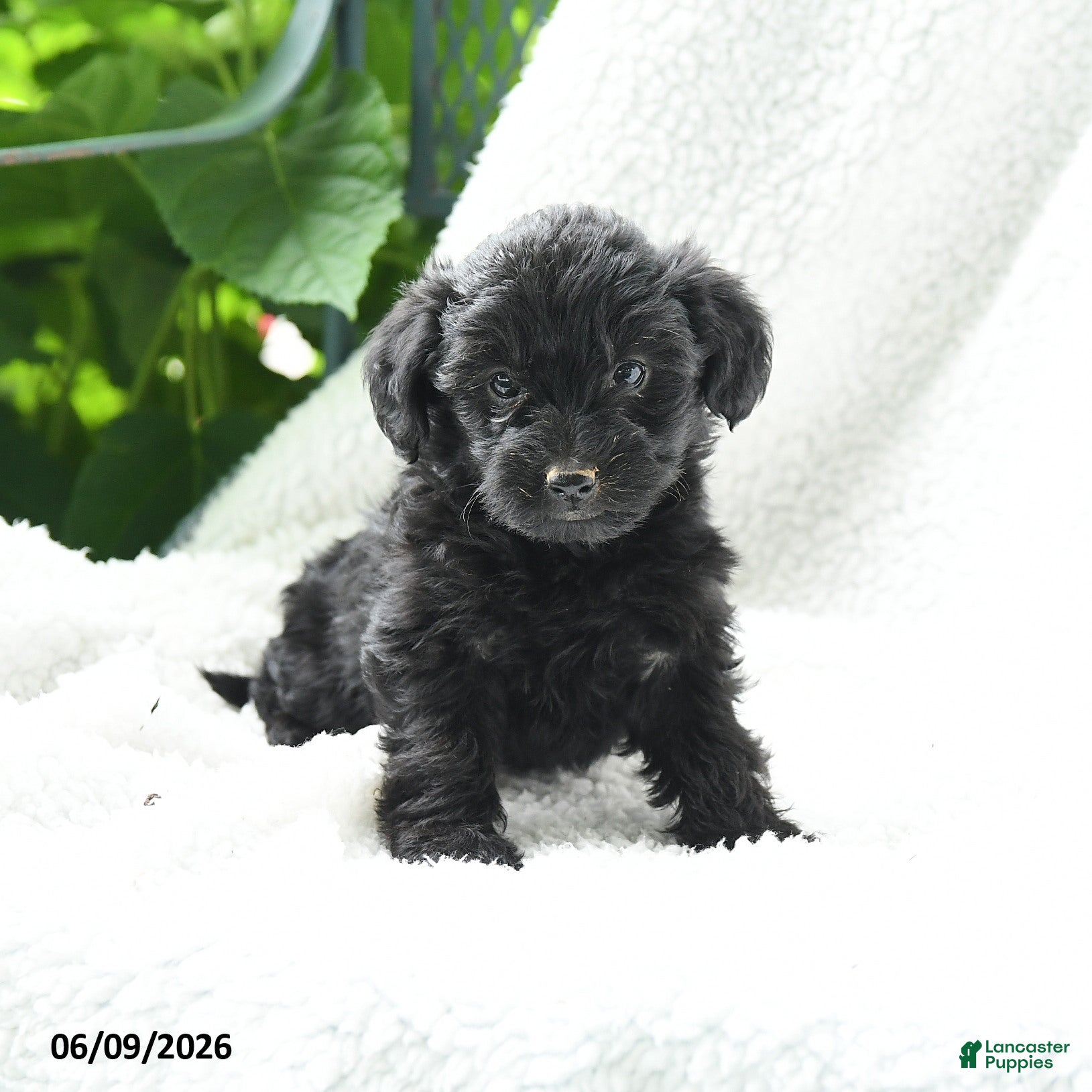 Yorkiepoo dogs Marcella - Ad 1