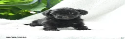 Yorkiepoo dogs for sale: Marcella - Ad 1
