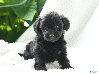 Yorkiepoo dogs for sale: Marcella - Ad 3