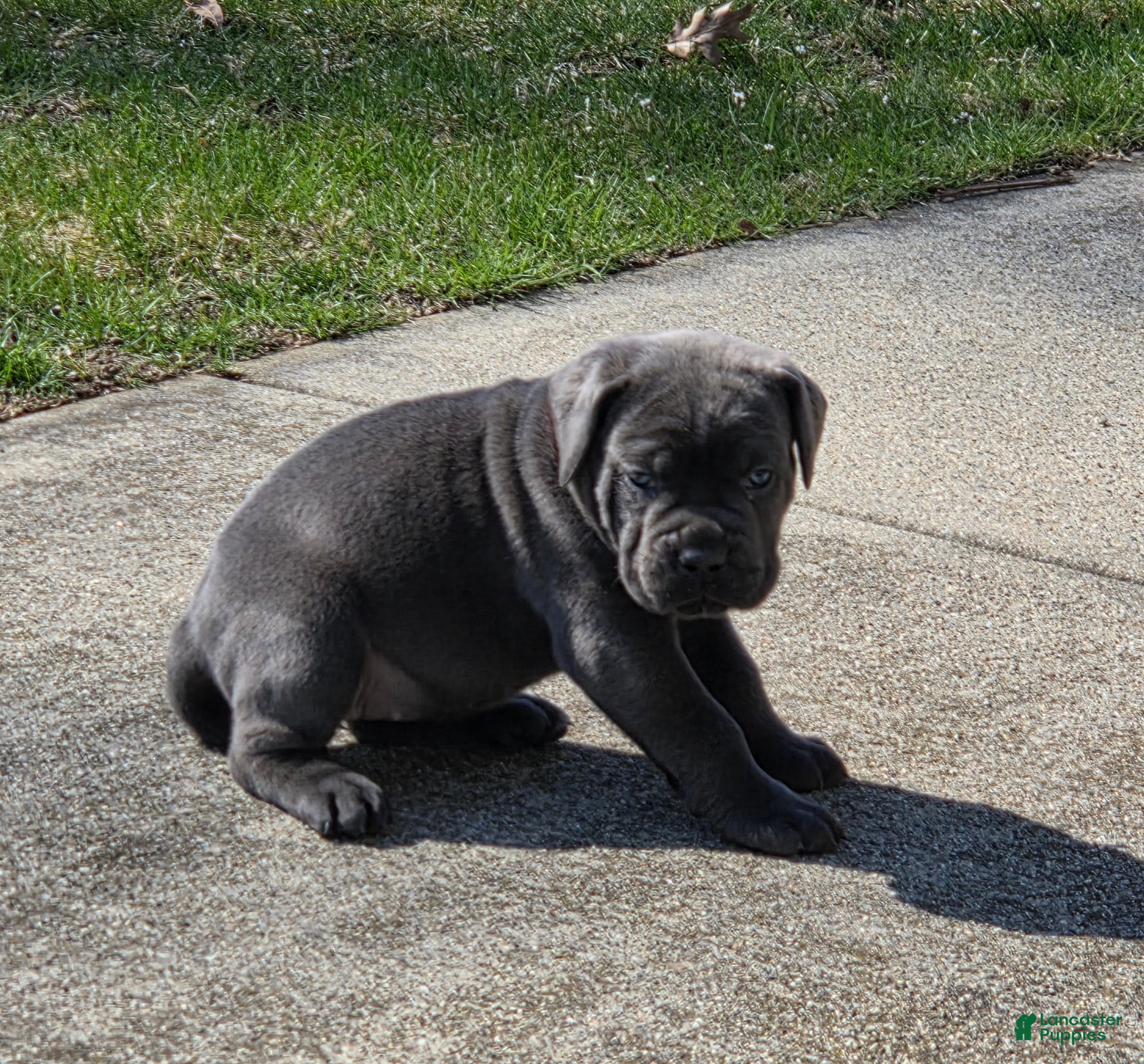 Cane Corso dogs Cane Corso Puppy 3 - Ad 1