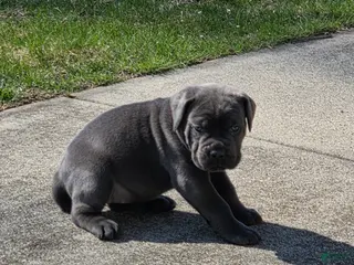 Cane Corso dogs for sale: Cane Corso Puppy 3 - Ad 2