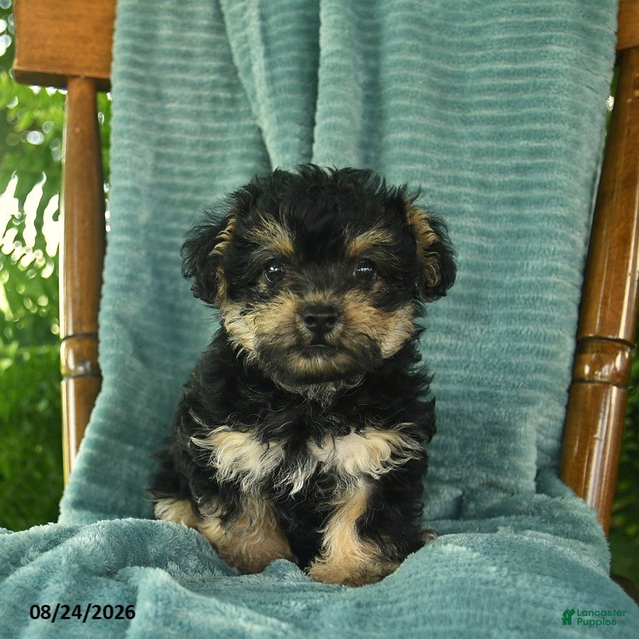 Yorkiepoo dogs Lilac  - Ad 1