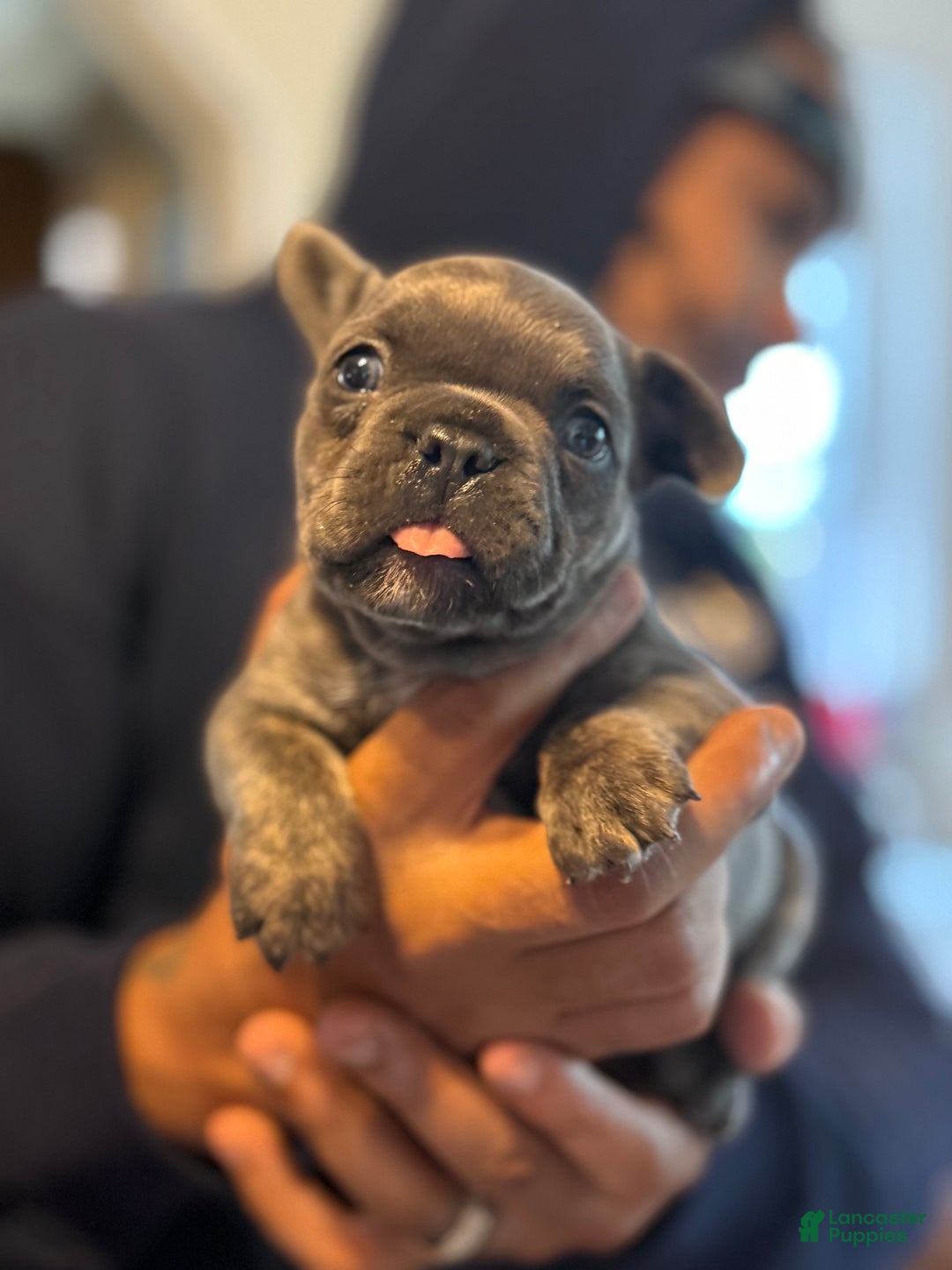 French Bulldog dogs for sale: French Bulldog Puppy 1 - Ad 3