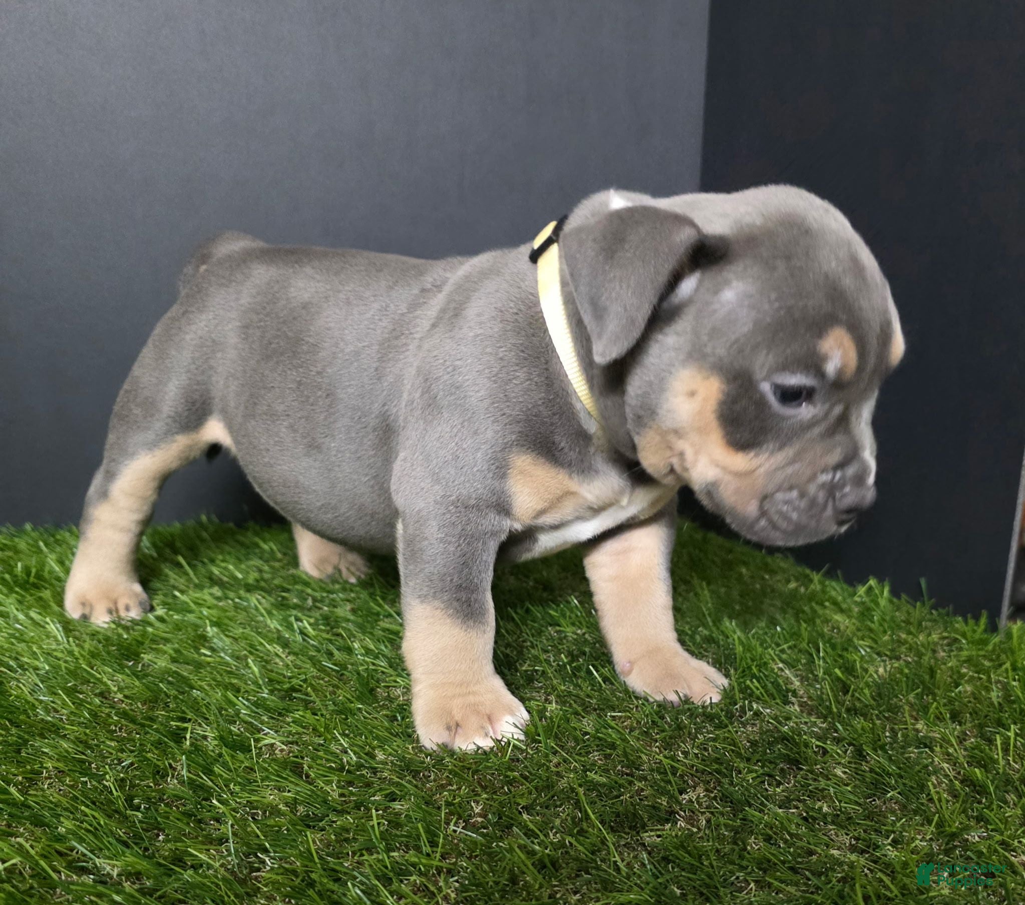 American Bully dogs American Bully 10 - Ad 22