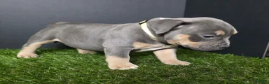 American Bully 10