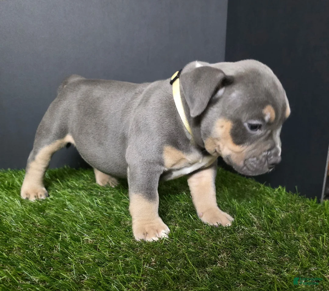 American Bully dogs for sale: American Bully 10 - Ad 1