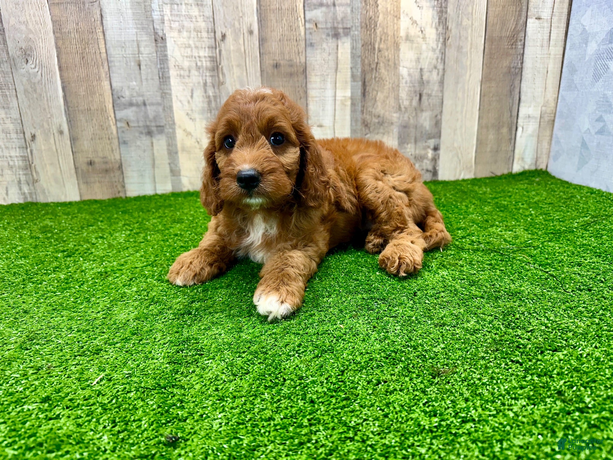Irish Doodle dogs Tesla - Ad 2