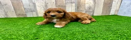 Irish Doodle dogs for sale: Tesla - Ad 2