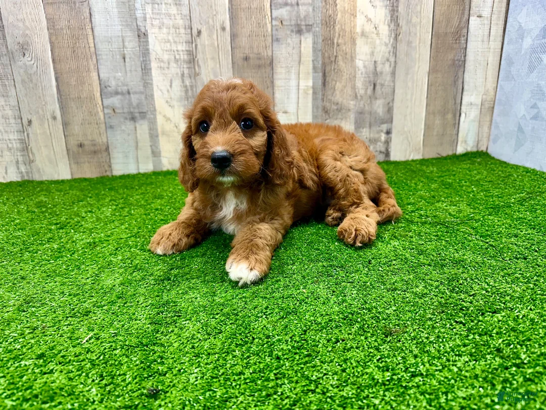 Irish Doodle dogs for sale: Tesla - Ad 2