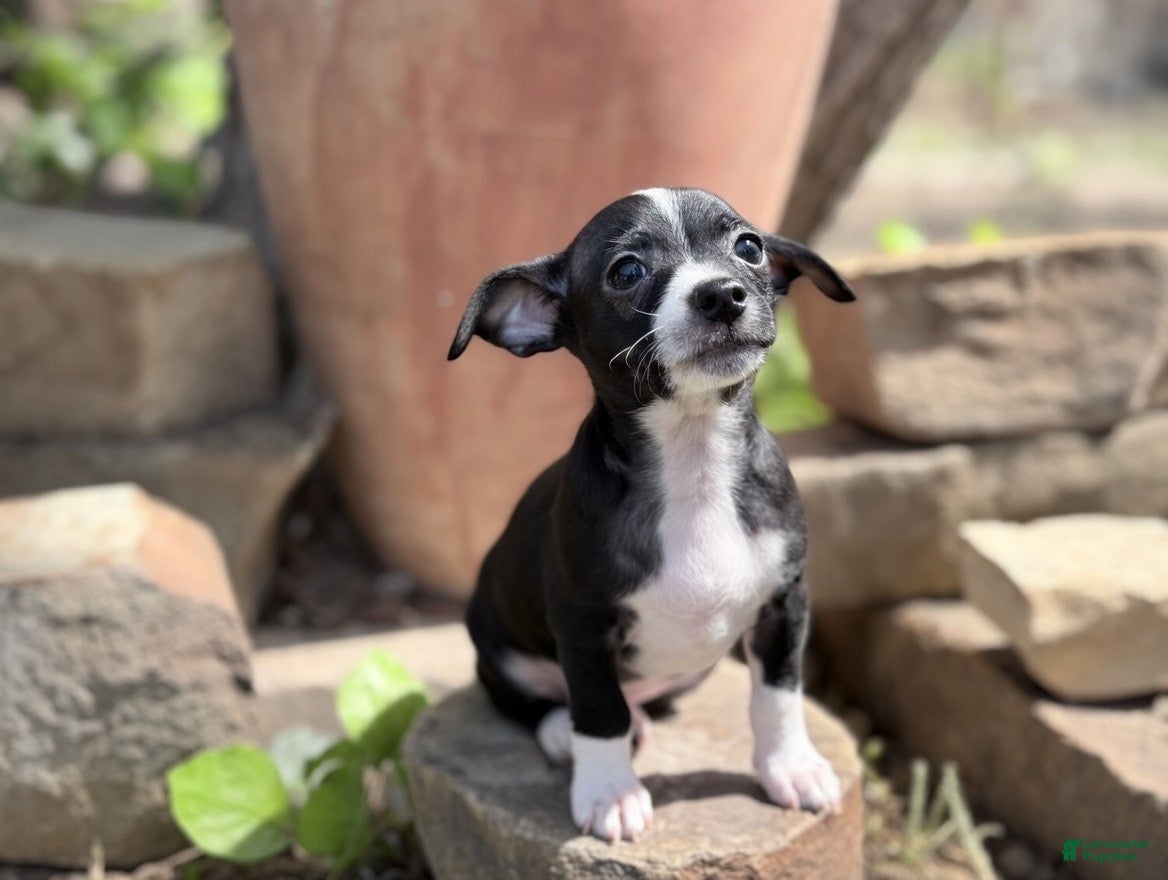 Chihuahua dogs Chihuahua Puppy 1 - Ad 1