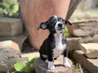 Chihuahua dogs Chihuahua Puppy 1 - Ad 1