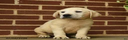 Labrador Retriever dogs for sale: Bear - Ad 5