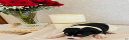 Rat Terrier dogs for sale: Sugar - Ad 2