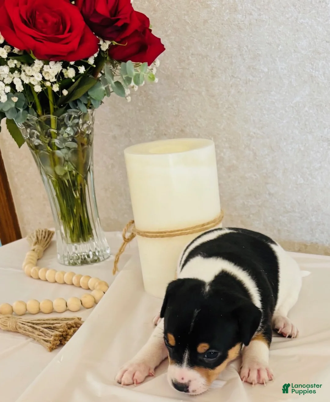 Rat Terrier dogs for sale: Sugar - Ad 2