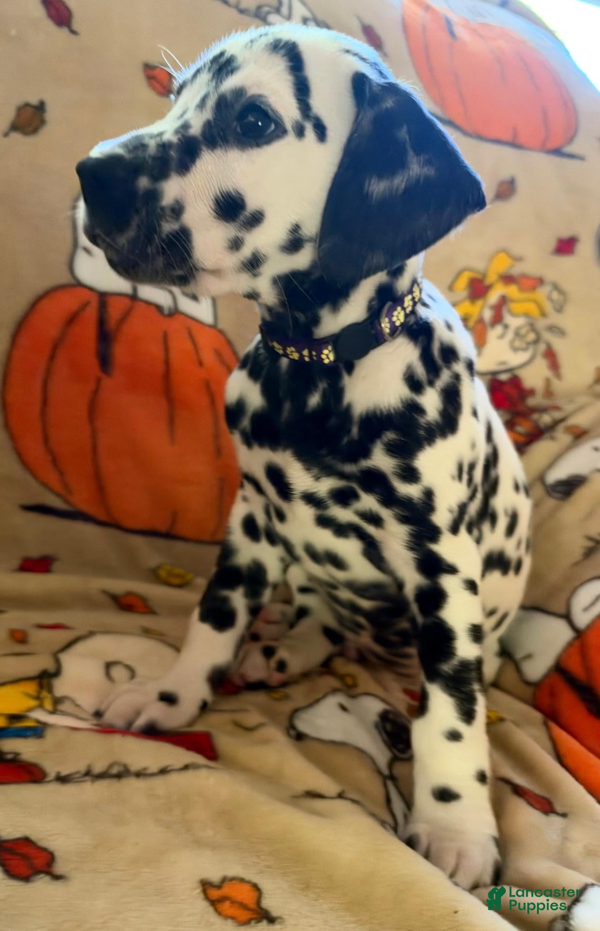 Dalmatian dogs Purple - Ad 41