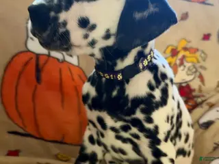 Dalmatian dogs Purple - Ad 41