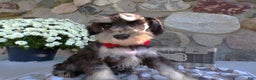 Miniature Schnauzer dogs for sale: Miniature Schnauzer Puppy 2 Claire - Ad 3