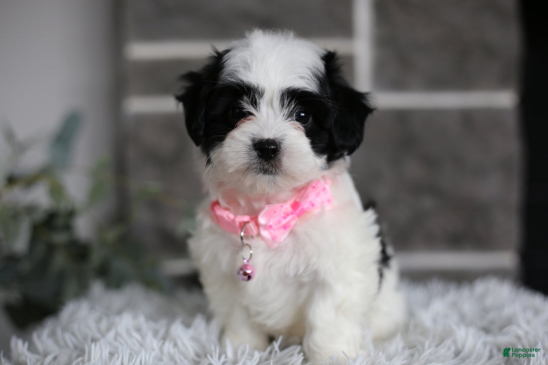 Maltipoo dogs for sale: Bonnie - Ad 5