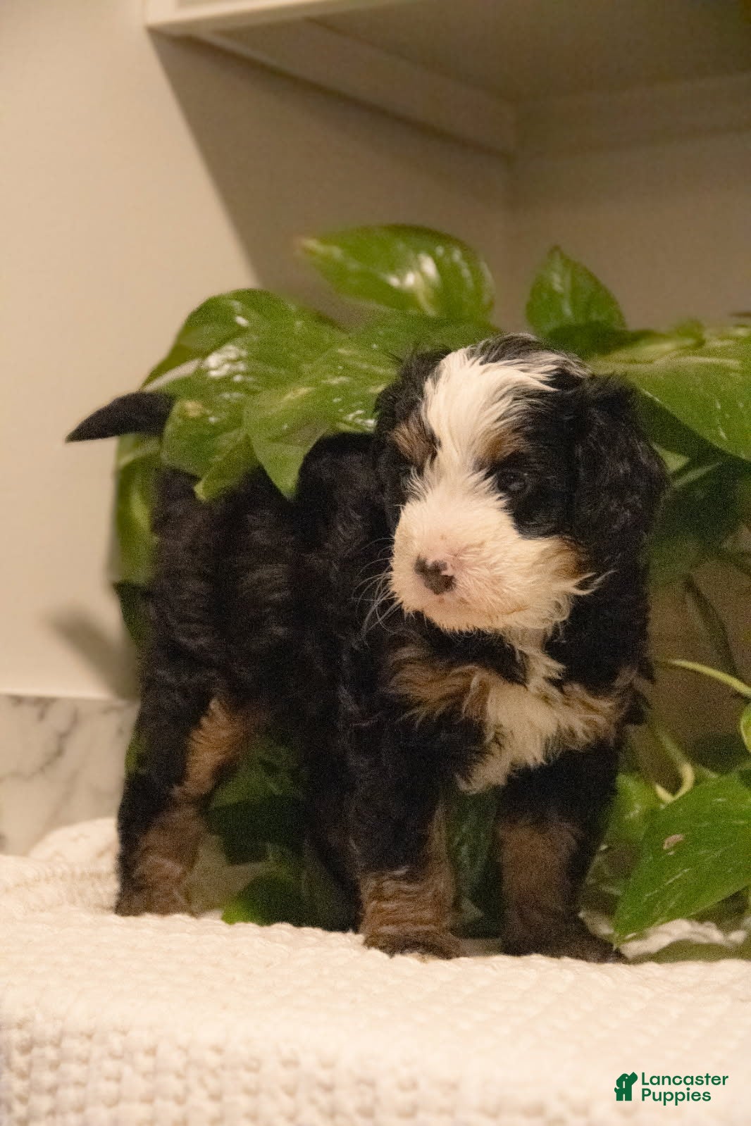 Mini Bernedoodle dogs Tracy - Ad 28